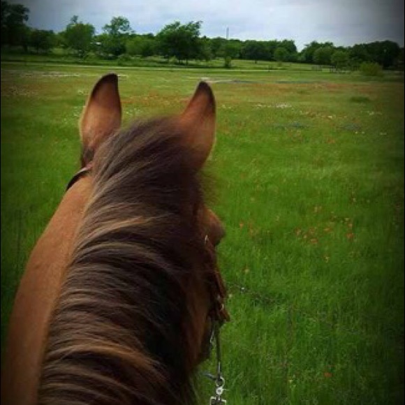 happyhorsehoofs